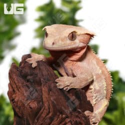 Adult Male Red Phantom Tailless Crested Gecko #2(Correlophus ciliatus) For Sale - Underground Reptiles