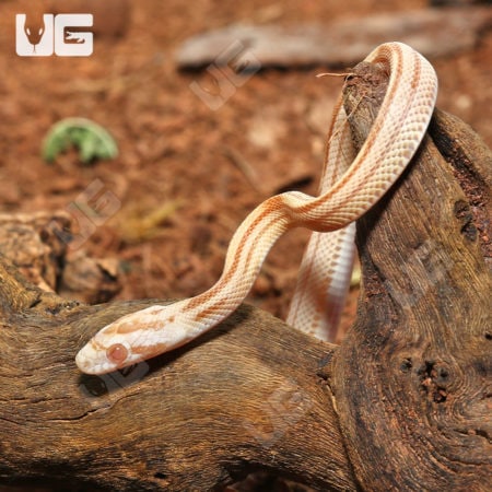 Baby Butter Motley Cornsnake in natural habitat.