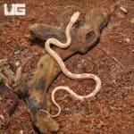 Baby Butter Motley Cornsnake (Pantherophis guttatus) For Snakes - Underground Reptiles