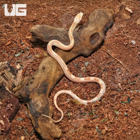Baby Butter Motley Cornsnake (Pantherophis guttatus) For Snakes - Underground Reptiles
