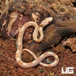 Baby Butter Motley Cornsnake (Pantherophis guttatus) For Snakes - Underground Reptiles