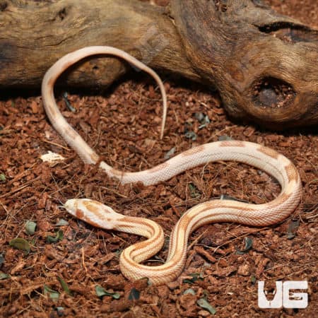 Baby Butter Motley Cornsnake (Pantherophis guttatus) For Snakes - Underground Reptiles