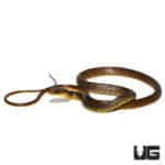 Baby Machete Snakes (Chironius carinatus) For Sale - Underground Reptiles