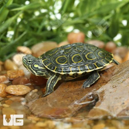 Baby Nicaraguan Slider Turtles (Trachemys emoli) for sale