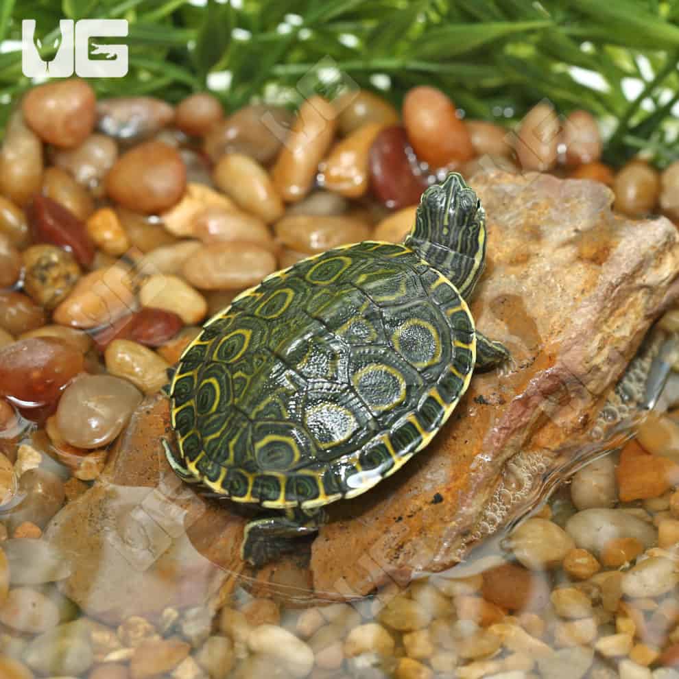 Baby Nicaraguan Ornate Slider Turtles (Trachemys emoli) For Sale ...