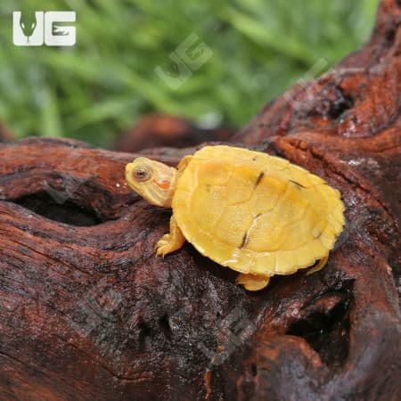 Baby Paradox Albino Red Ear Slider Turtles (Trachemys scripta elegans) For Sale - Underground Reptiles