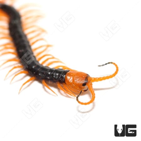 Baby Vietnamese Centipede (Scolopendra dehaani) for sale - Underground Reptiles