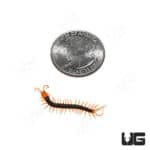 Baby Vietnamese Centipede (Scolopendra dehaani) for sale - Underground Reptiles