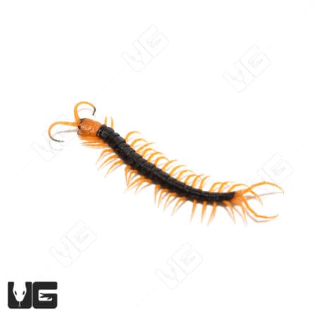 Baby Vietnamese centipede with orange and black coloration, showcasing its segmented body and numero.