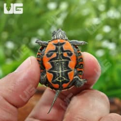 Baby Western Painted Turtles (Chrysemys picta) for sale