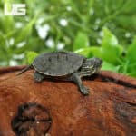 Baby Western Painted Turtles (Chrysemys picta) for sale
