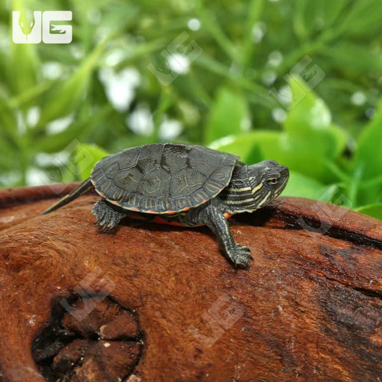 Western Painted Turtles For Sale - Underground Reptiles