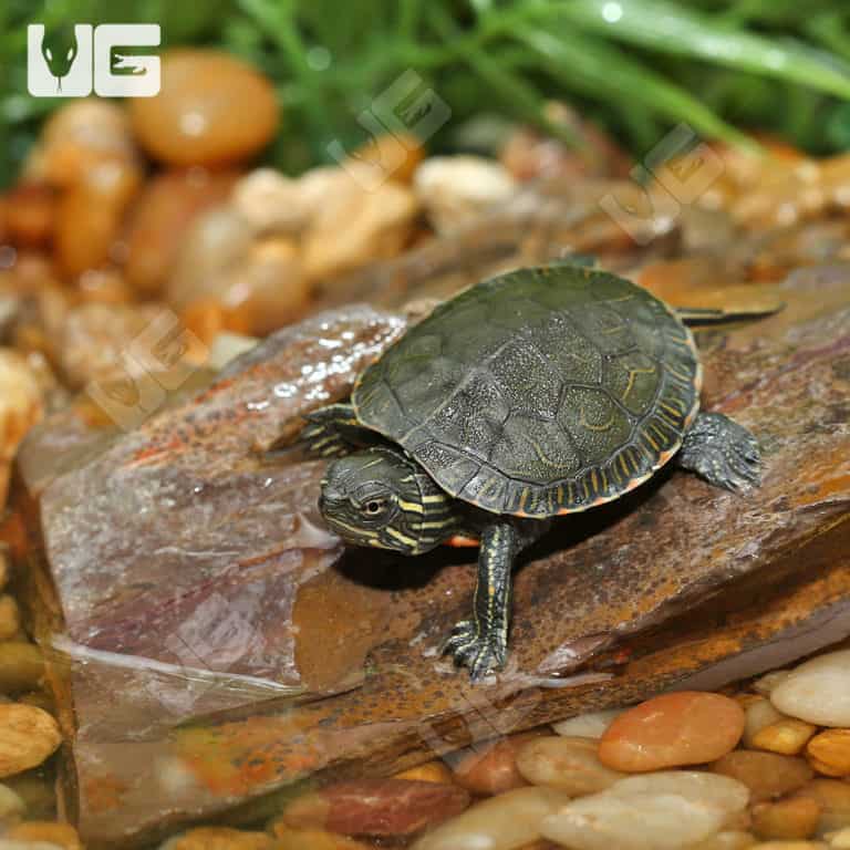 Turtles For Sale - Underground Reptiles