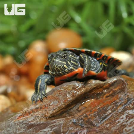 Baby Western Painted Turtles (Chrysemys picta) for sale