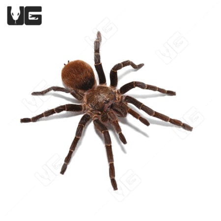 Rusty bird preying on a tarantula, close-up of predator and prey.