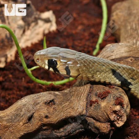 Baby Blacktail Cribo (Drymarchon melanurus melanurus) For Sale - Underground Reptiles