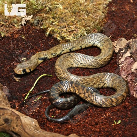 Baby Blacktail Cribo (Drymarchon melanurus melanurus) For Sale - Underground Reptiles