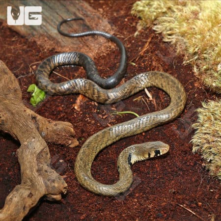 Baby Blacktail Cribo (Drymarchon melanurus melanurus) For Sale - Underground Reptiles