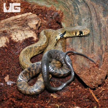 Baby Blacktail Cribo (Drymarchon melanurus melanurus) For Sale - Underground Reptiles
