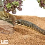 Hissing Sand Snakes (Psammophis sibilans) For Sale - Underground Reptiles