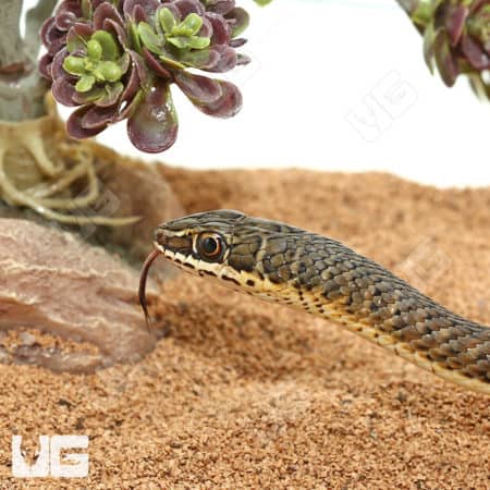 Hissing Sand Snakes (Psammophis sibilans) For Sale - Underground Reptiles