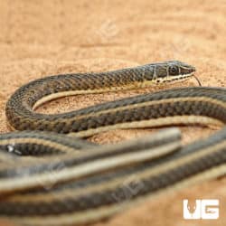 Hissing Sand Snakes (Psammophis sibilans) For Sale - Underground Reptiles