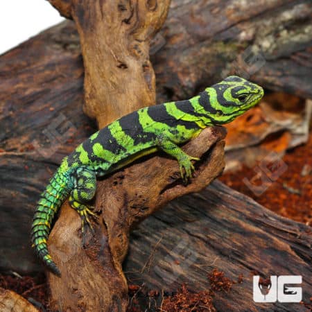 Green Thornytail Iguana (Uracentron azureum) For Sale - Underground Reptiles