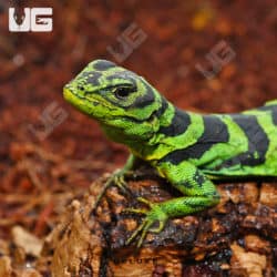 Green Thornytail Iguana (Uracentron azureum) For Sale - Underground Reptiles