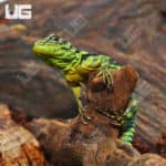 Green Thornytail Iguana (Uracentron azureum) For Sale - Underground Reptiles