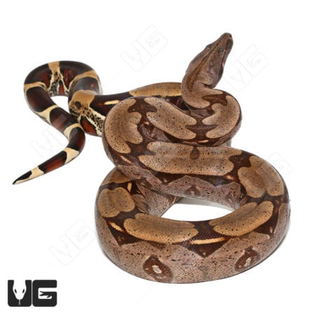 Spearpoint Guyana Redtail Boa (Boa c. constrictor) for sale