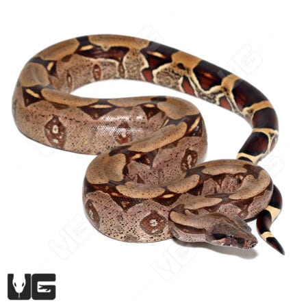 Spearpoint Guyana Redtail Boa (Boa c. constrictor) for sale