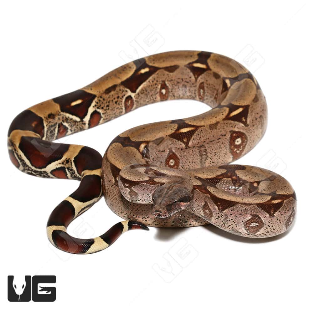 Spearpoint Guyana Redtail Boa (Boa c. constrictor) for sale ...