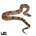 Aberrant Guyana Redtail Boa (Boa c. constrictor) for sale - Underground Reptiles