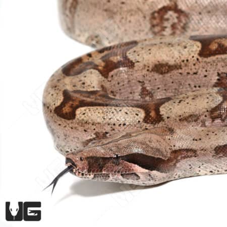 Aberrant Guyana Redtail Boa (Boa c. constrictor) for sale - Underground Reptiles