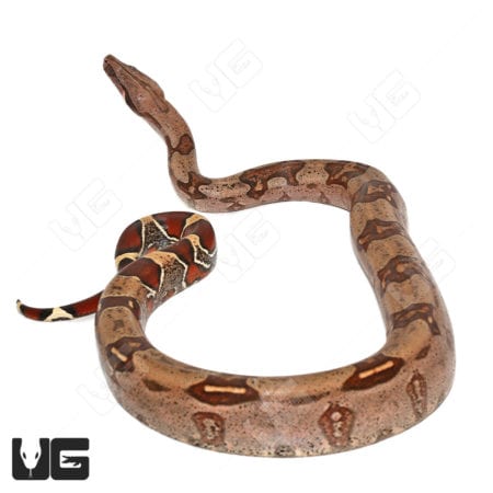 Aberrant Guyana Redtail Boa (Boa c. constrictor) for sale - Underground Reptiles