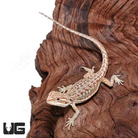 Bearded dragon with hypo inferno and leatherback traits on wood background.