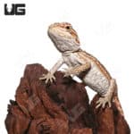 Baby Hypo Inferno Leatherback Dunner Bearded Dragons (Pogona vitticeps) For Sale - Underground Reptiles