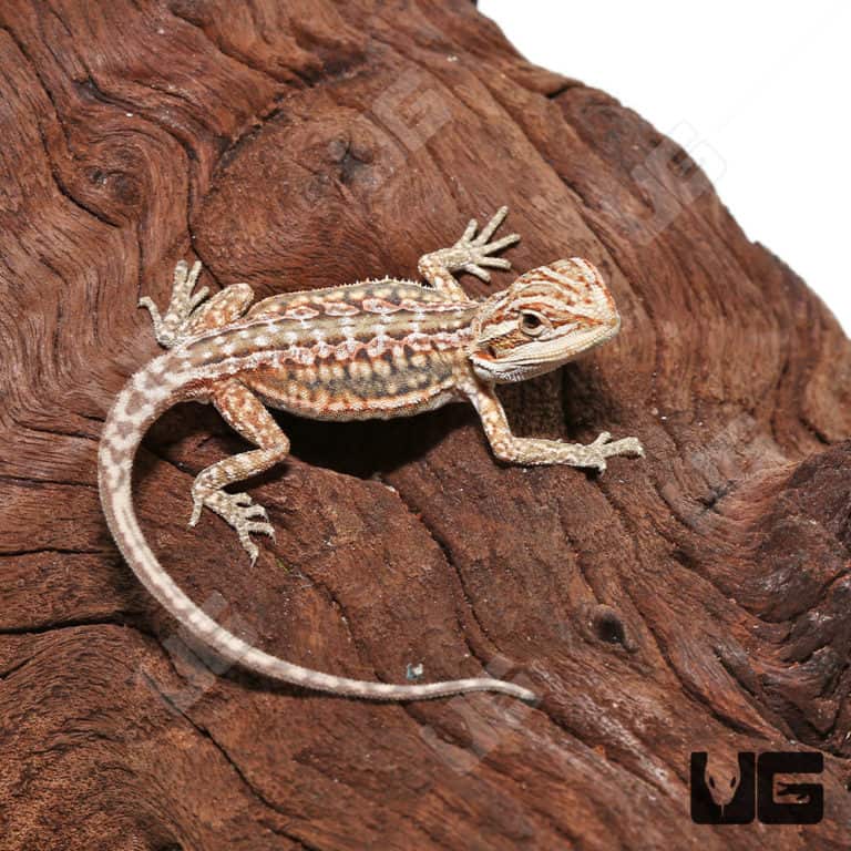 Baby Hypo Inferno Leatherback Bearded Dragons For Sale - Underground ...