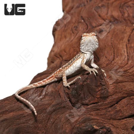 Baby Hypo Inferno Leatherback Dunner Bearded Dragons (Pogona vitticeps) For Sale - Underground Reptiles
