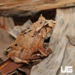 Mossy Oak Solomon Island Eyelash Frogs (Ceratobatrachus guentheri) for sale