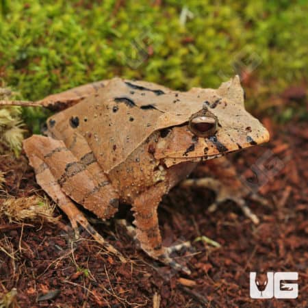 Mossy Oak Solomon Island Eyelash Frogs (Ceratobatrachus guentheri) for sale