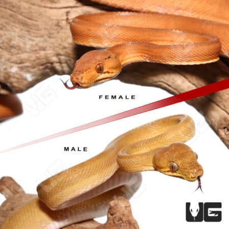 Patternless Colored Amazon Tree Boa Pair (Corallus hortulanus) For Sale - Underground Reptiles
