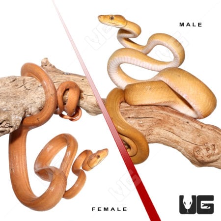 Beautiful pair of patternless colored Amazon Tree Boas on a branch.