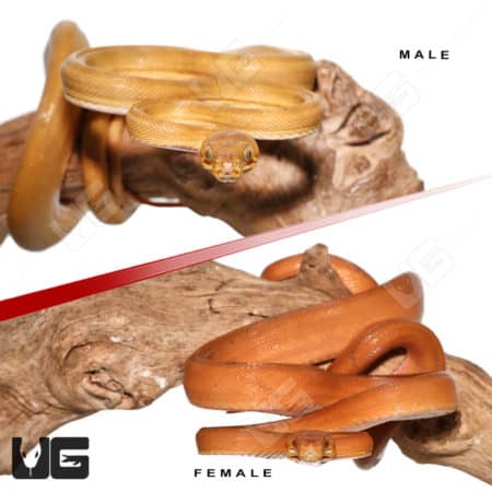 Patternless Colored Amazon Tree Boa Pair (Corallus hortulanus) For Sale - Underground Reptiles