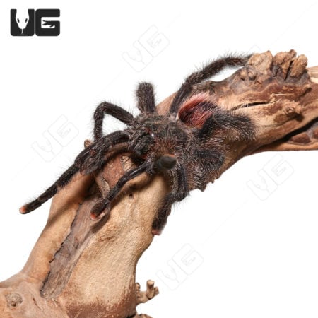 peruvian Purple Pinktoe Tarantula (Avicularia juruensis Peru Purple) for sale