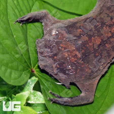 Pipa Pipa Toads (pipa pipa) For Sale - Underground Reptiles