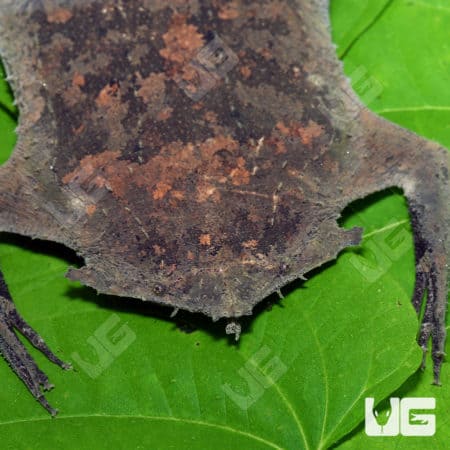 Close-up of a Pipa Pipa toad's head showing its camouflaged, leaf-like skin.