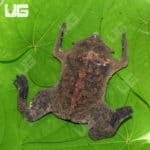 Pipa Pipa Toads (pipa pipa) For Sale - Underground Reptiles