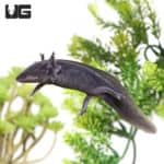 Sub-Adult Melanoid Axolotls (Ambystoma mexicanum) For Sale - Underground Reptiles