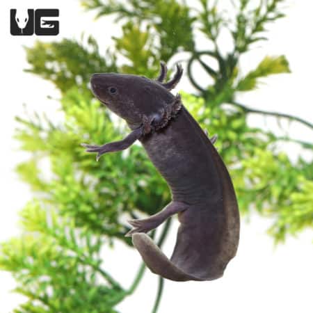 Sub-Adult Melanoid Axolotls (Ambystoma mexicanum) For Sale - Underground Reptiles